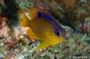 Stegastes diencaeus Demoiselle jaune et bleue juv-Bonaire 1000steps-10m-20180222-Denis-ADER-DSC_7493_tn